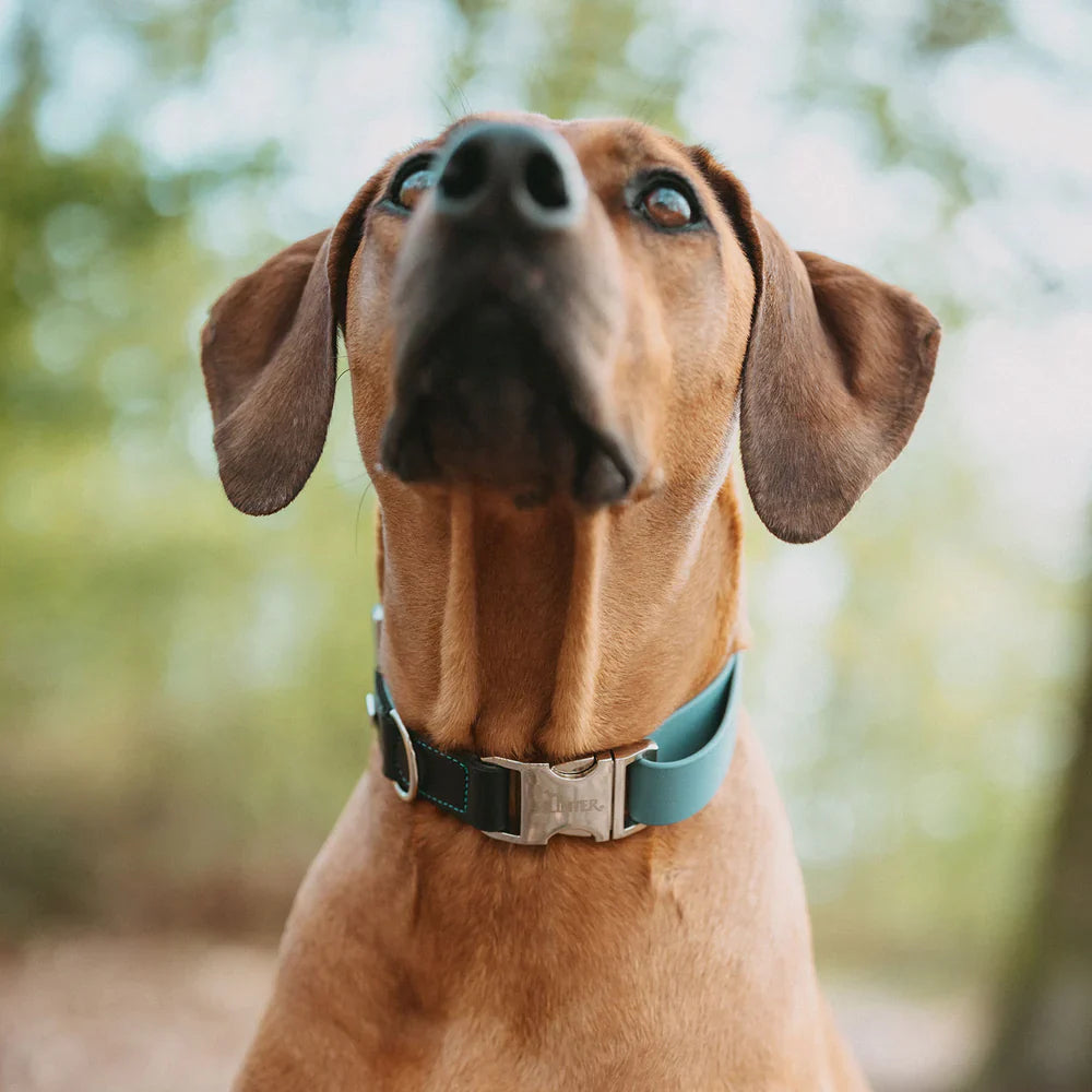 Halsbanden - Alle Collecties