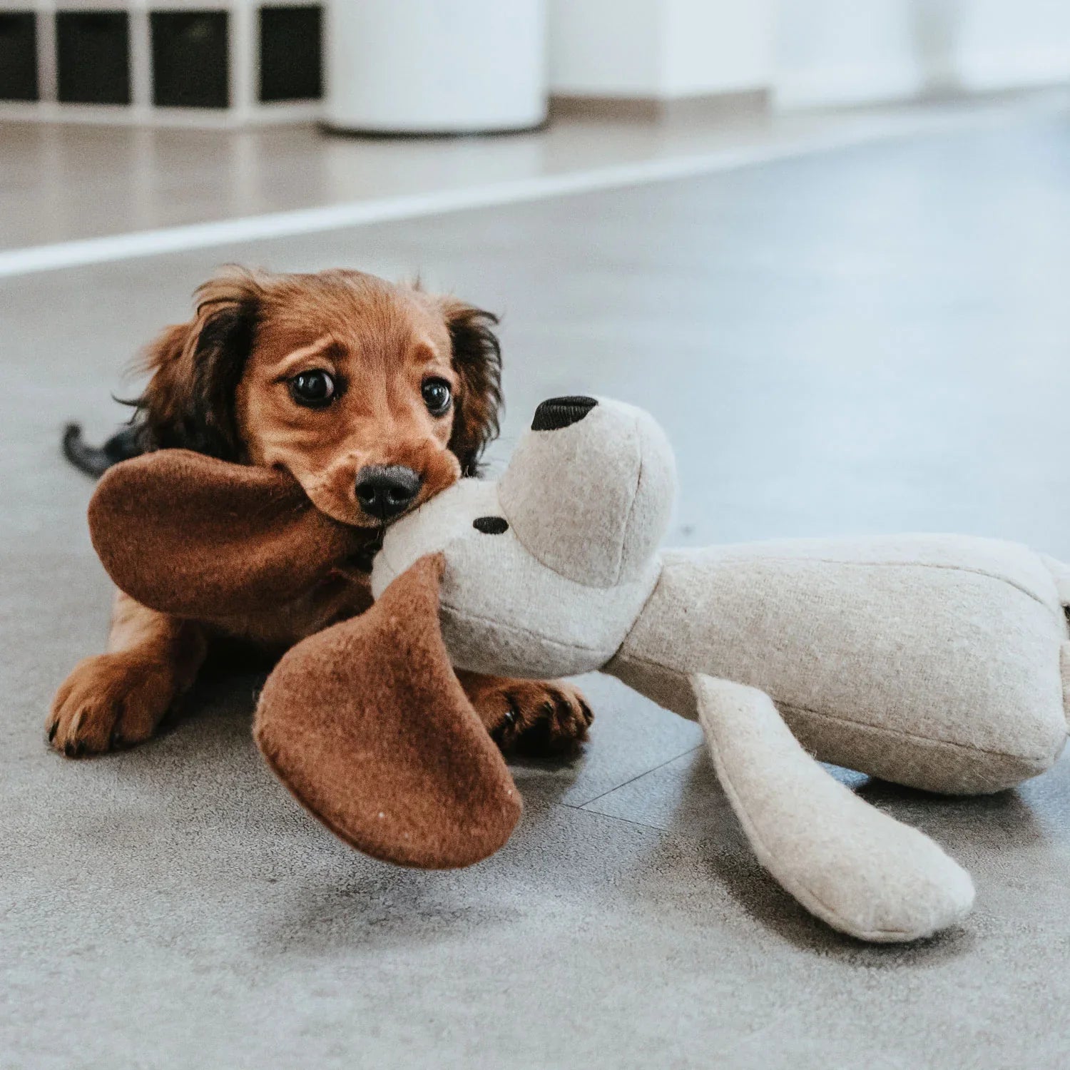 Speelgoed & Accessoires