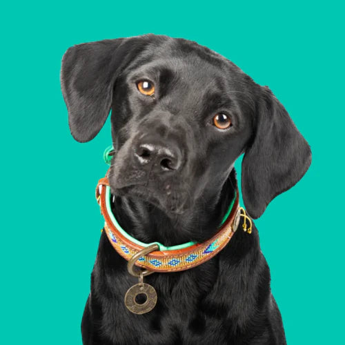 DWAM - Dog with a mission - BEADS