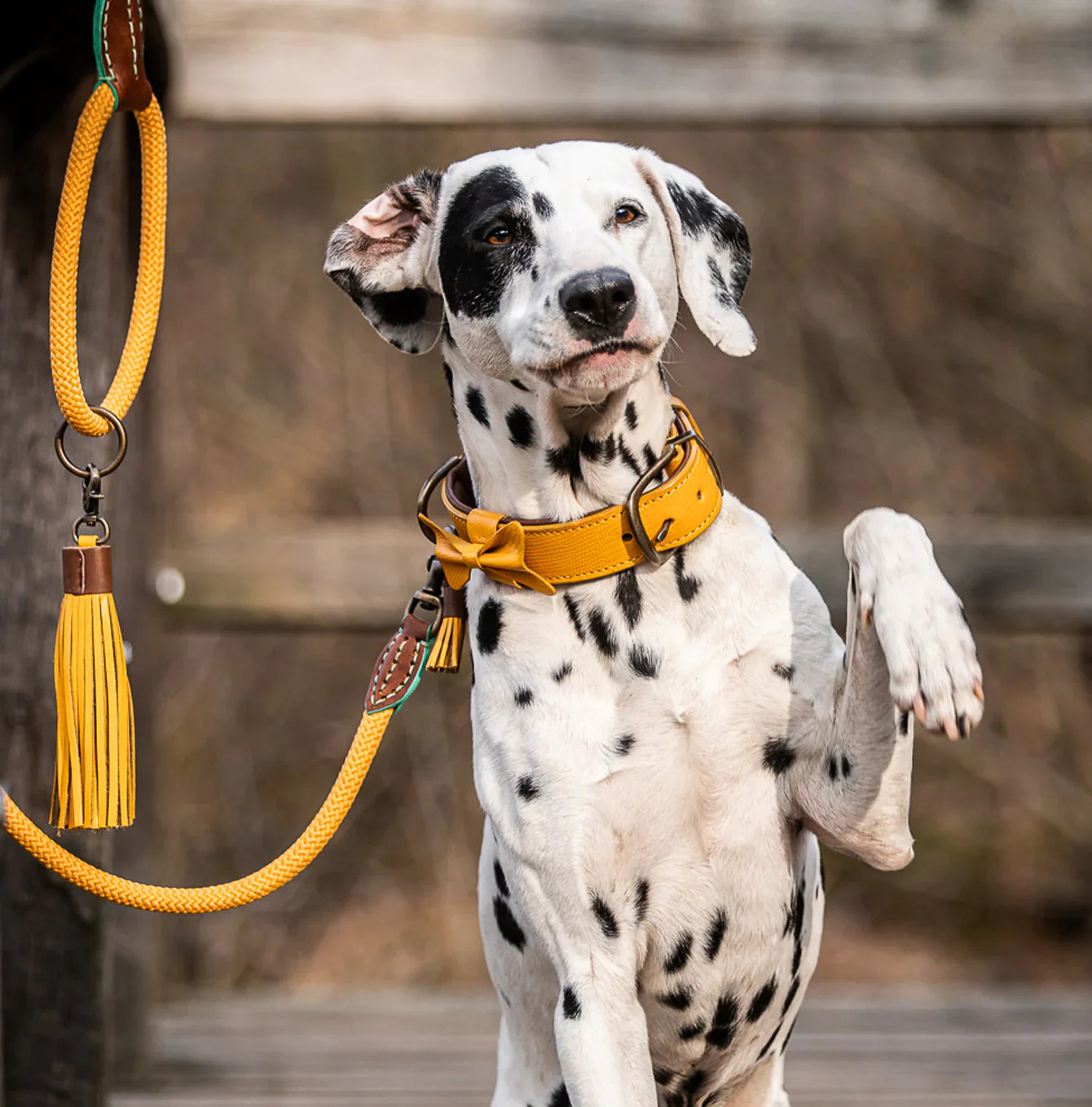 DWAM - Dog with a mission - Leibanden