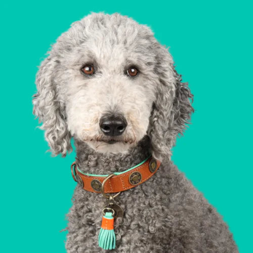 DWAM - Dog with a mission - URBAN