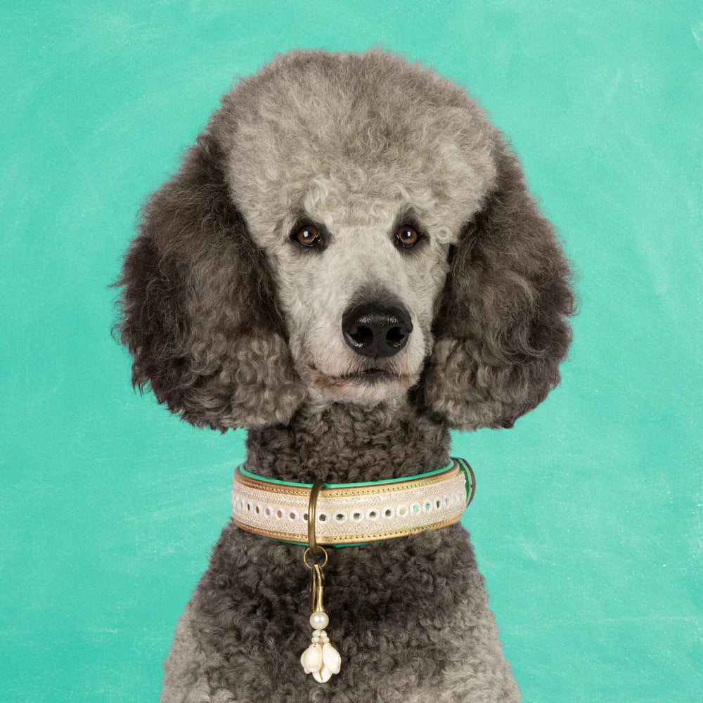 DWAM - Dog with a mission - Love Story