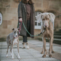 HUNTER - Freestyle leash 10/200
