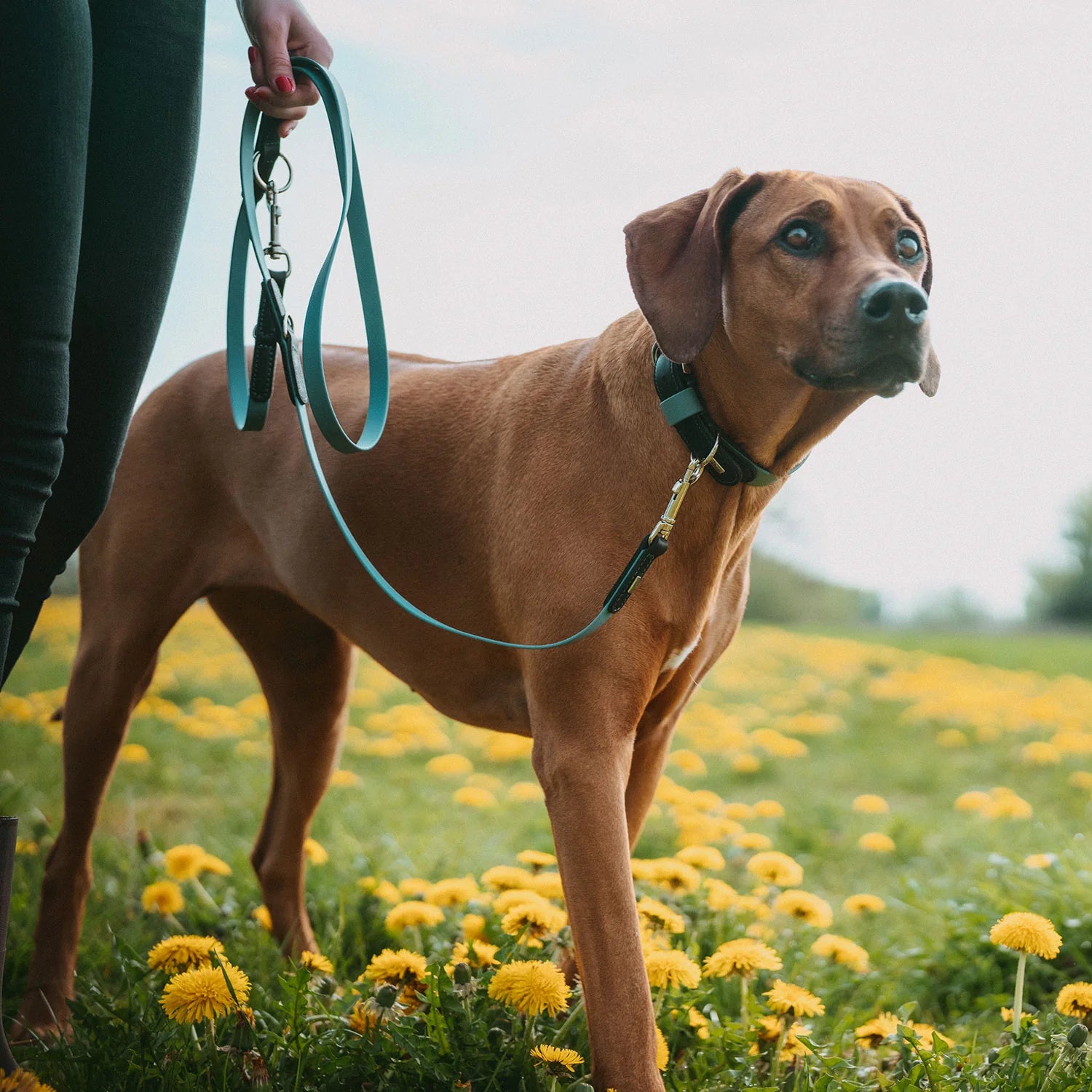 HUNTER - WOLMAR - Biothane Leibanden - 19/200