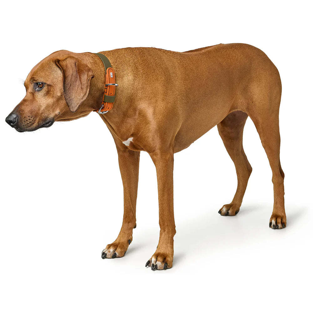 HUNTER - WOLMAR - Biothane Halsbanden