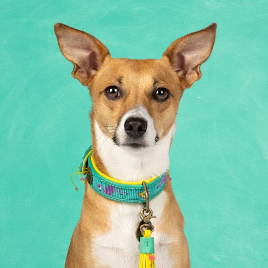 DWAM - Dog with a mission - Cho.Go.Go