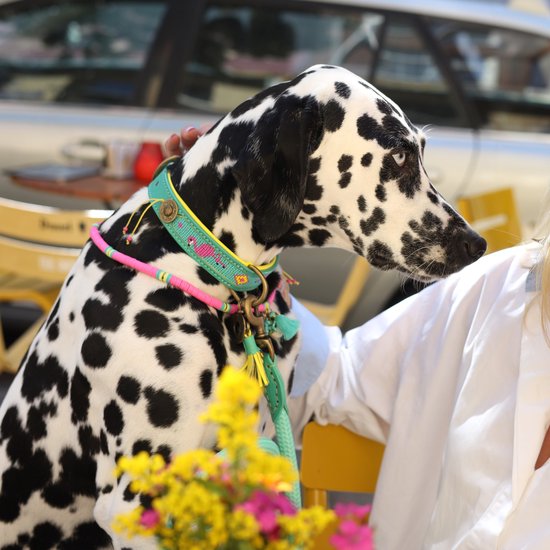 DWAM - Dog with a mission - Cho.Go.Go