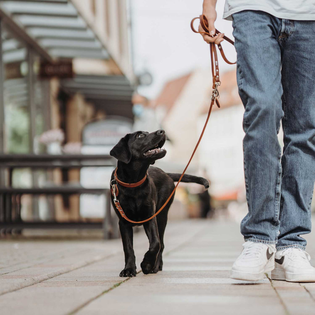 HUNTER - AALBORG-hondenhalsband rundsleder