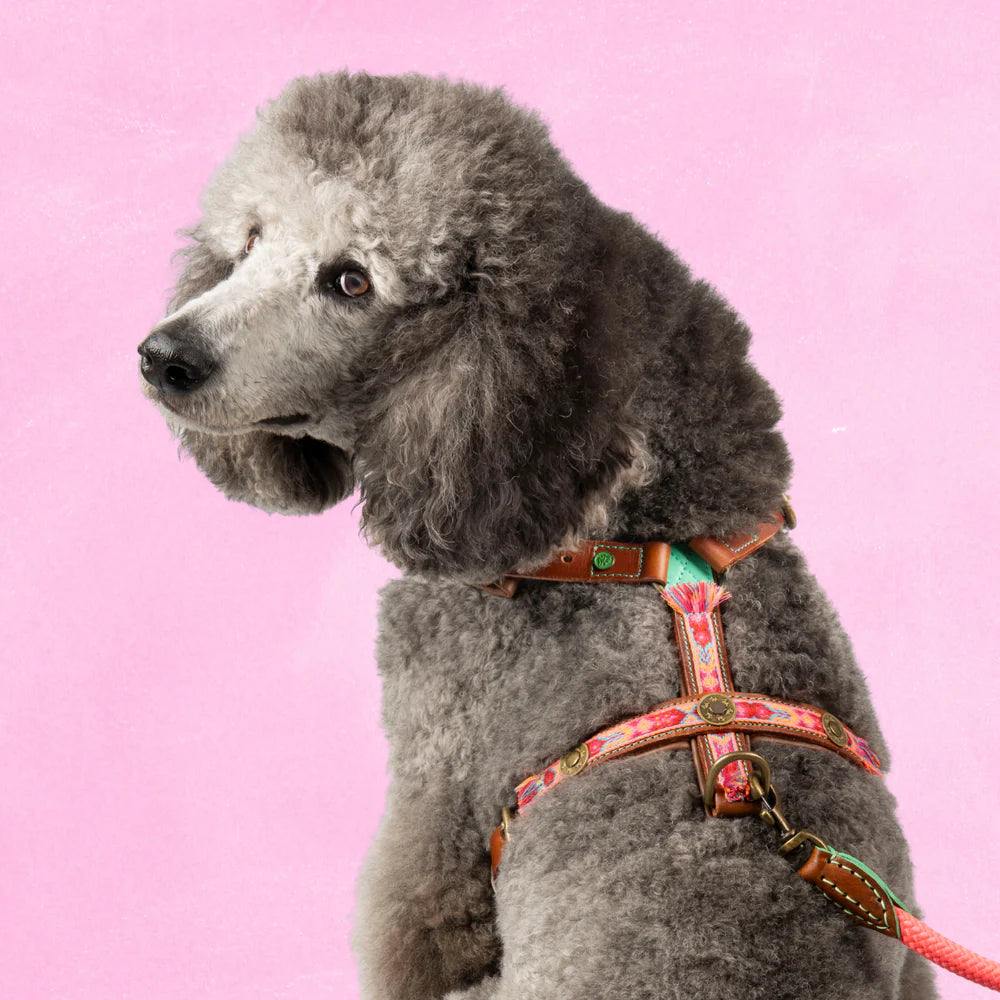 DWAM - Dog with a mission - Boho Tuigje
