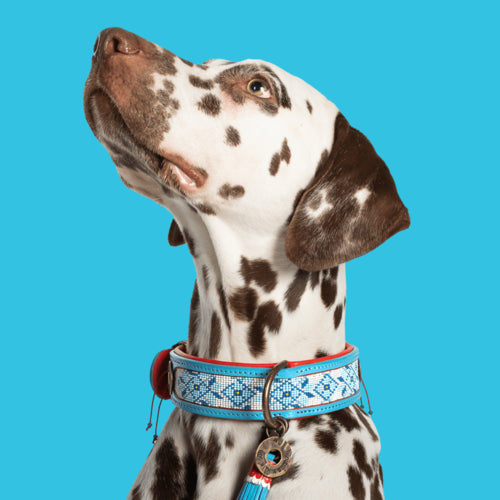 DWAM - Dog with a Mission - DUTCHIE