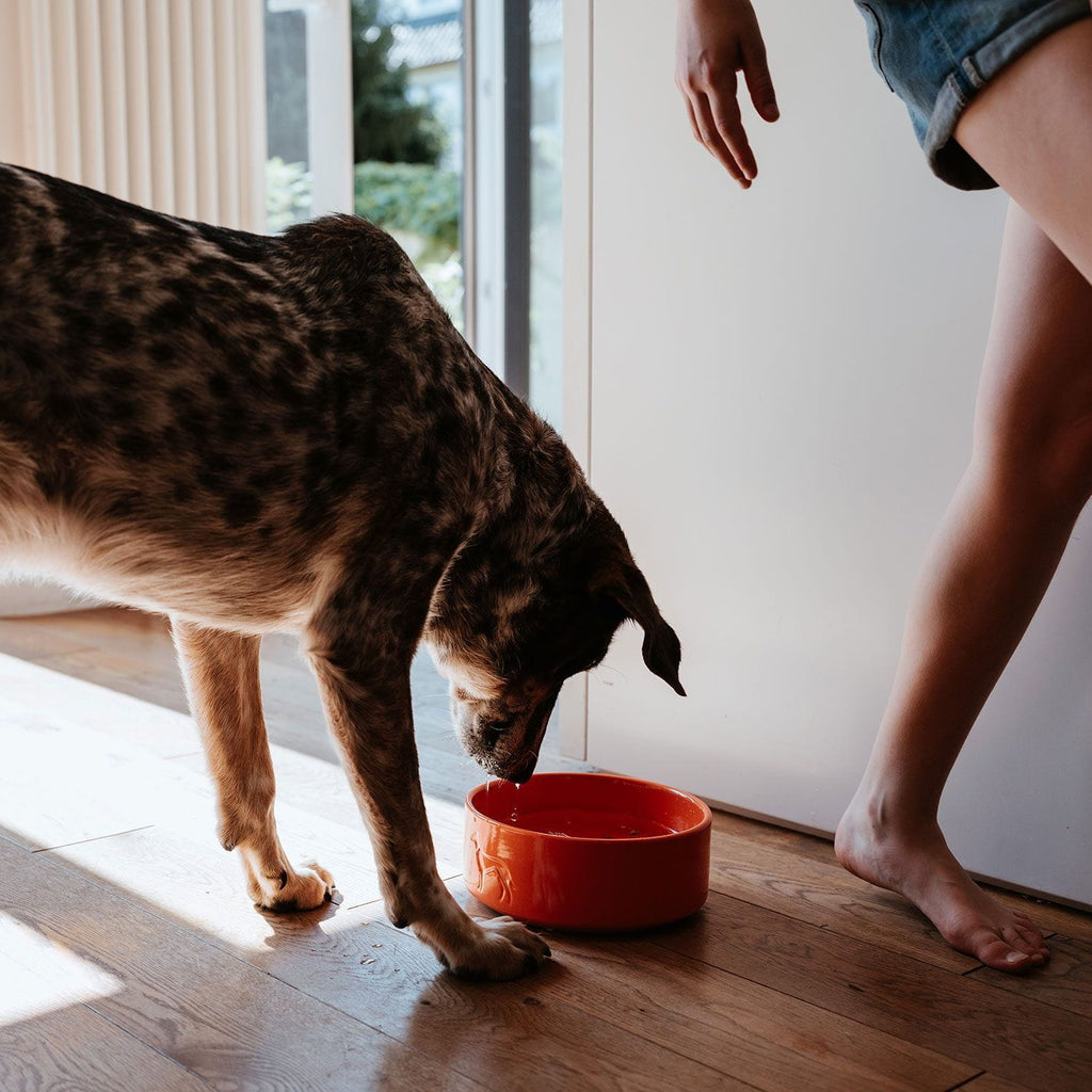 HUNTER - Food Bowl - Osby Glazed