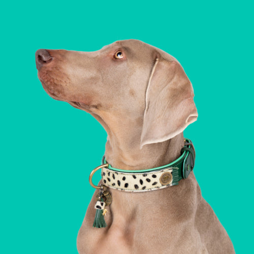 DWAM - Dog with a Mission - IVY NEW DESIGN