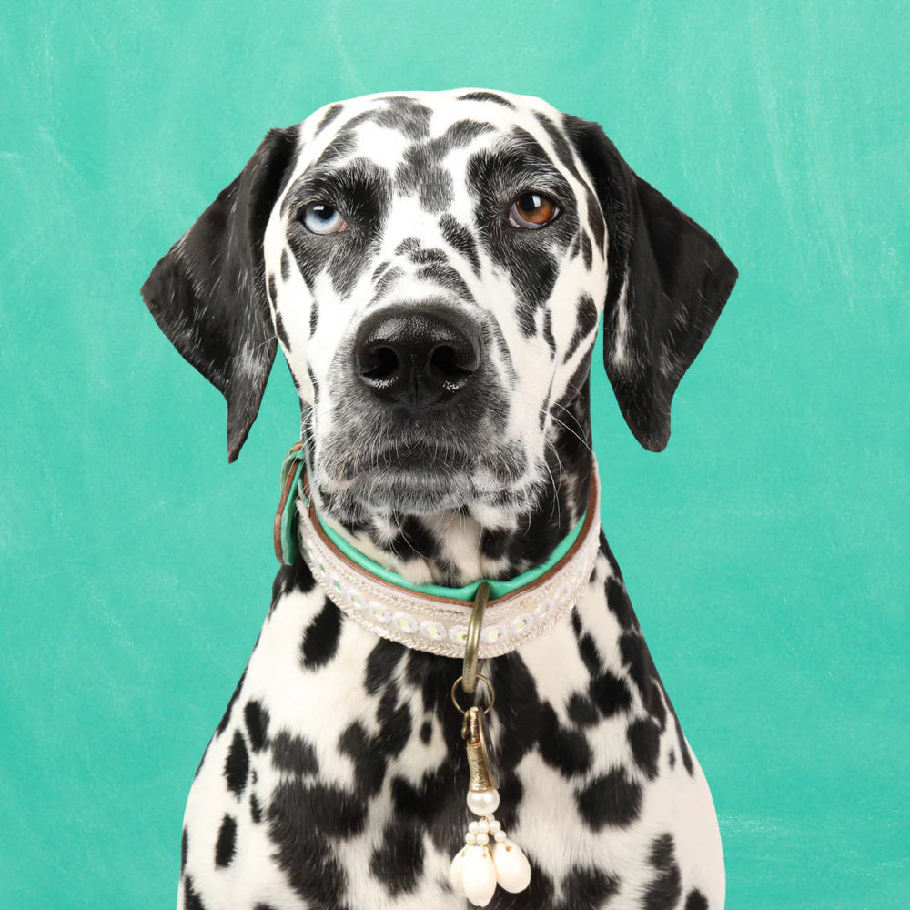 DWAM - Dog with a mission - Love Story