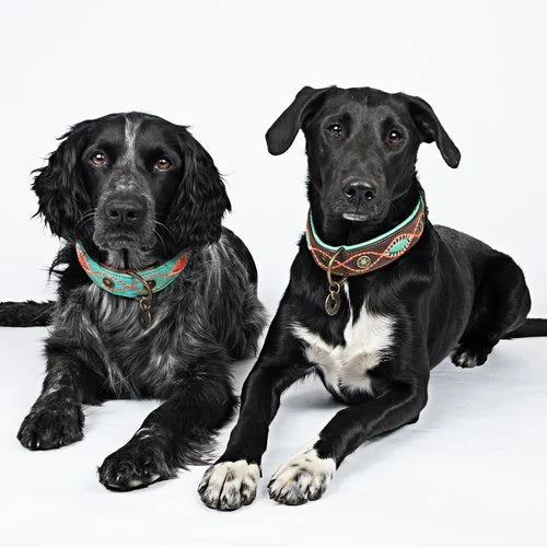 DWAM - Dog with a mission - JOPLIN