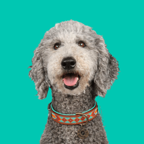 DWAM - Dog with a Mission - PADDY LEE