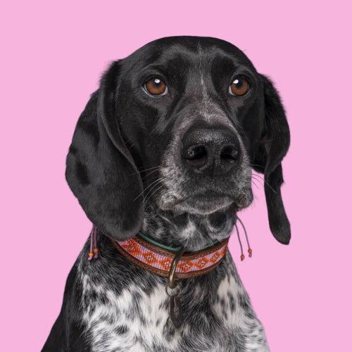 DWAM - Dog with a Mission - SWEET MAE