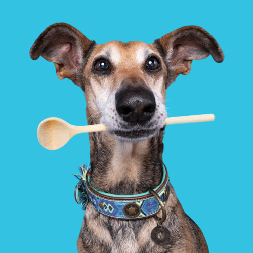 DWAM - Dog with a Mission - JUAN