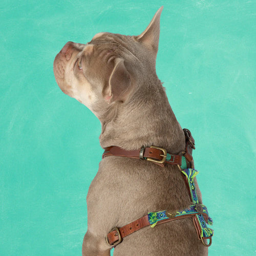 DWAM - Dog with a mission - Boho Tuigje