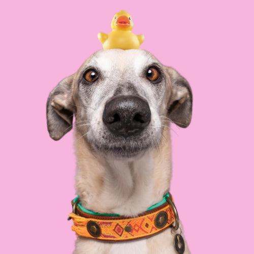 DWAM - Dog with a Mission - CHICA