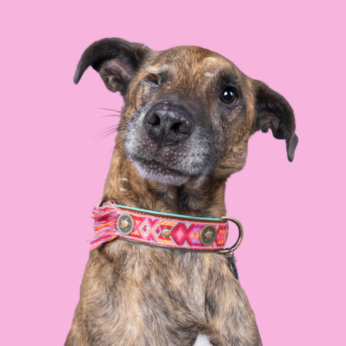 DWAM - Dog with a Mission - ROSA