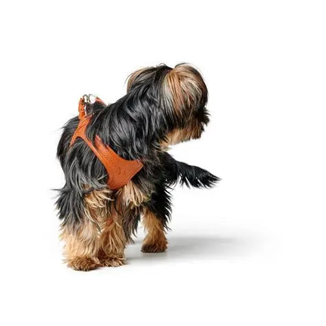 HUNTER - Hilo Comfort Harnas - Leder