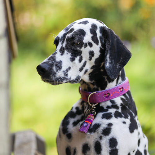 DWAM - Dog with a mission - SPICE