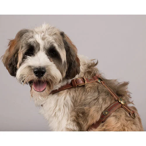 DWAM - Dog with a mission - ROCK Harness