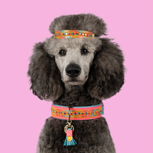 DWAM - Dog with a Mission - INDIAN SUMMER