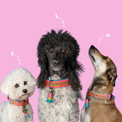 DWAM - Dog with a Mission - INDIAN SUMMER