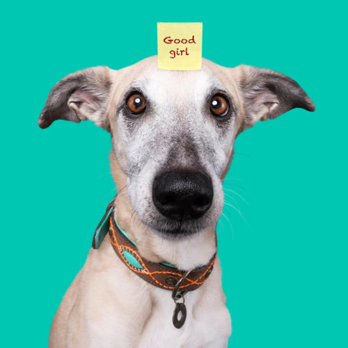 DWAM - Dog with a mission - JOPLIN