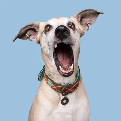 DWAM - Dog with a mission - JOPLIN