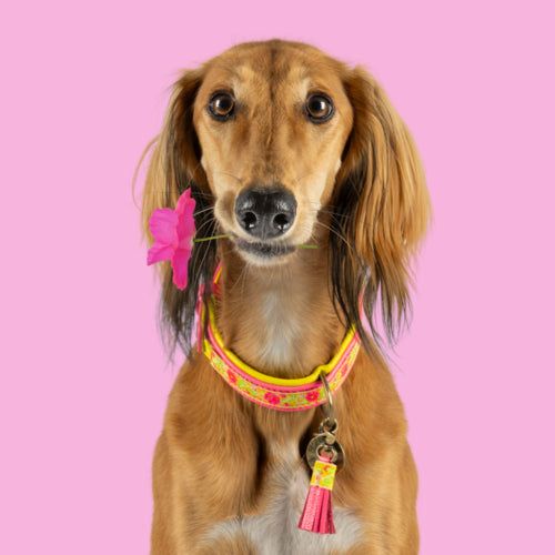 DWAM - Dog with a Mission - LOTUS