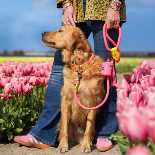 DWAM - Dog with a Mission - LOTUS