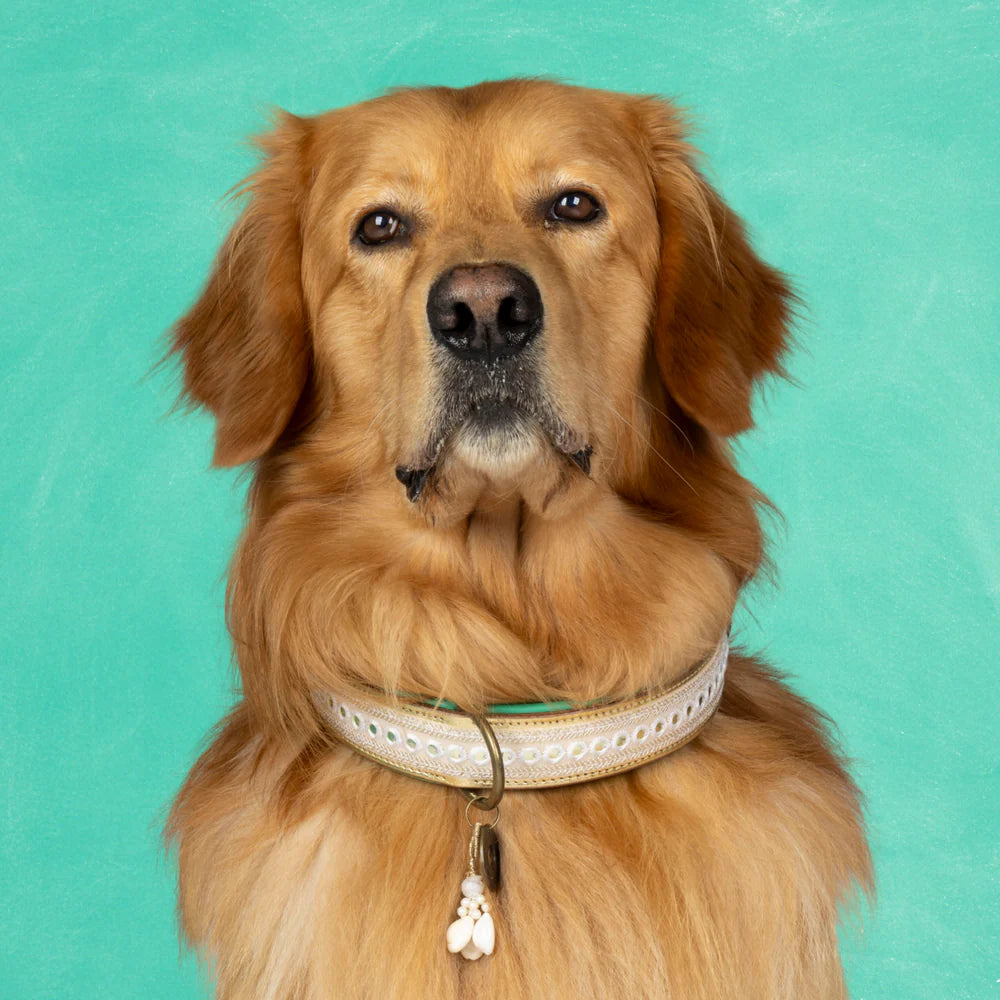 DWAM - Dog with a mission - Love Story