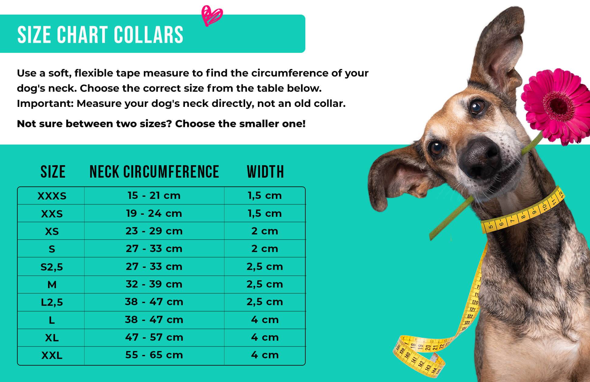 DWAM - Dog with a mission - Cho.Go.Go