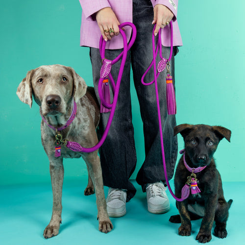 DWAM - Dog with a mission - SPICE