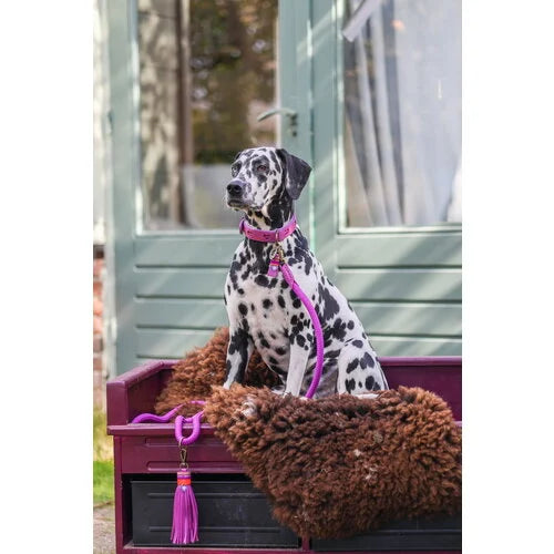 DWAM - Dog with a mission - SPICE