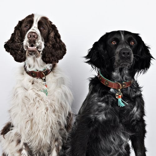 DWAM - Dog with a mission - URBAN