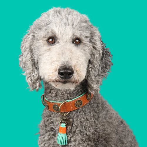 DWAM - Dog with a mission - URBAN