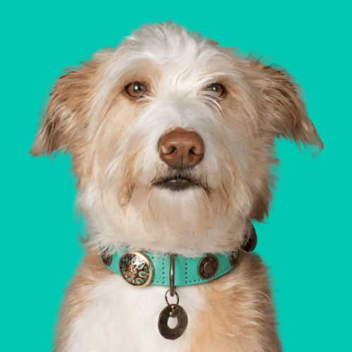 DWAM - Dog with a mission - REBEL